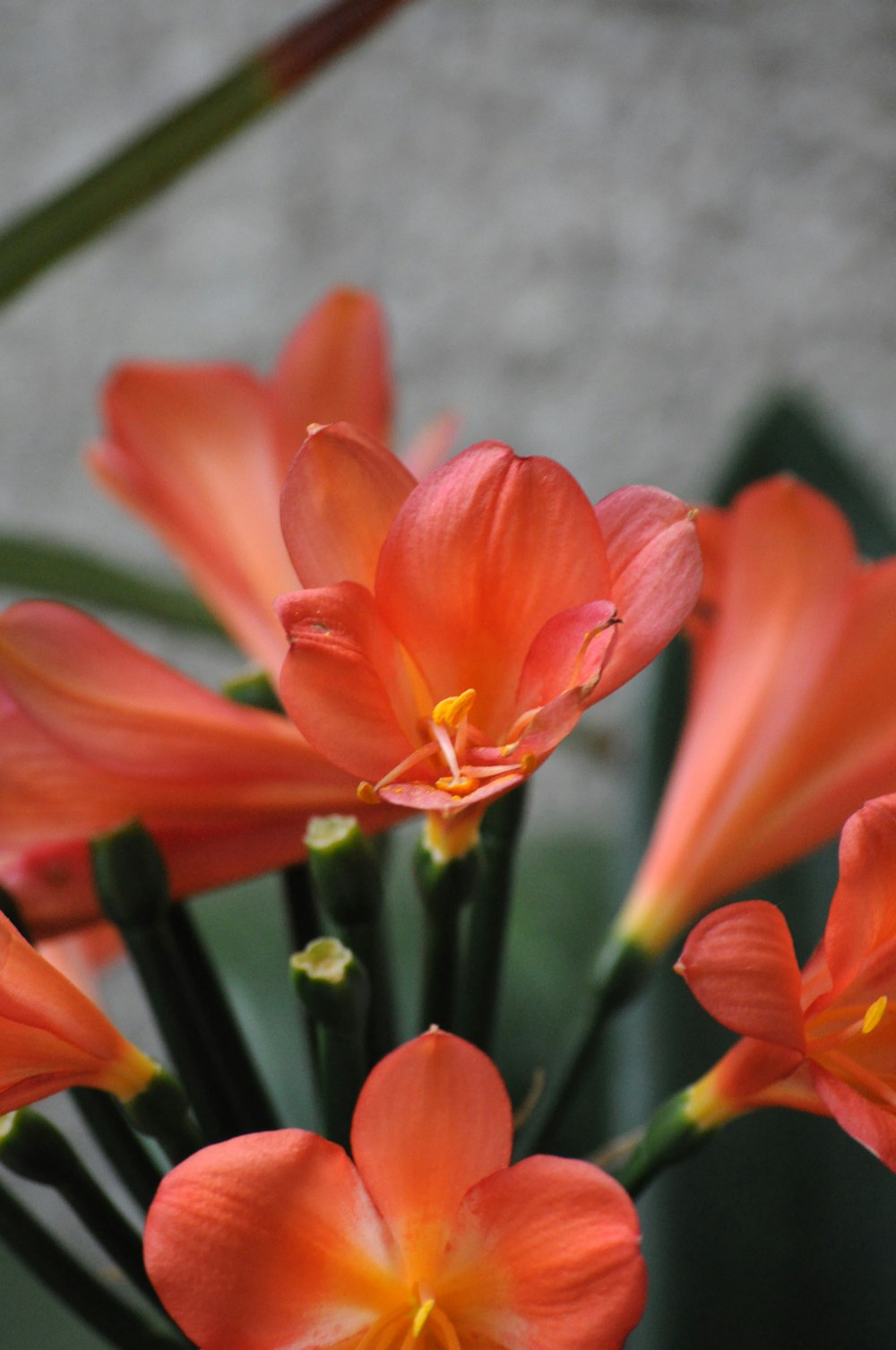 a group of orange flowers