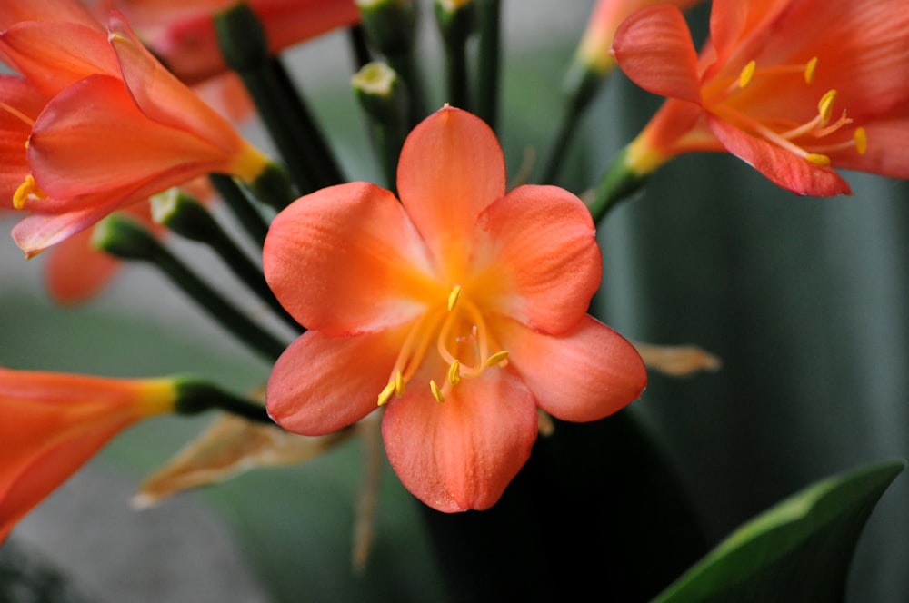 a close up of a flower