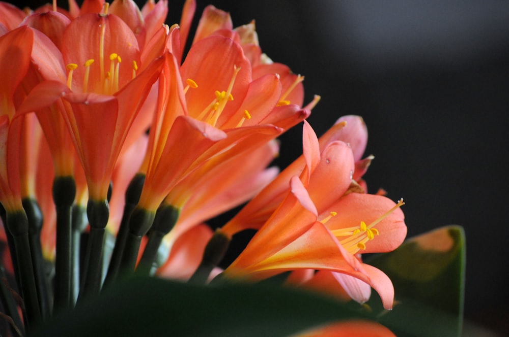 a group of orange flowers