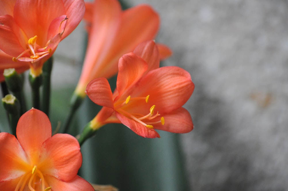 a group of orange flowers