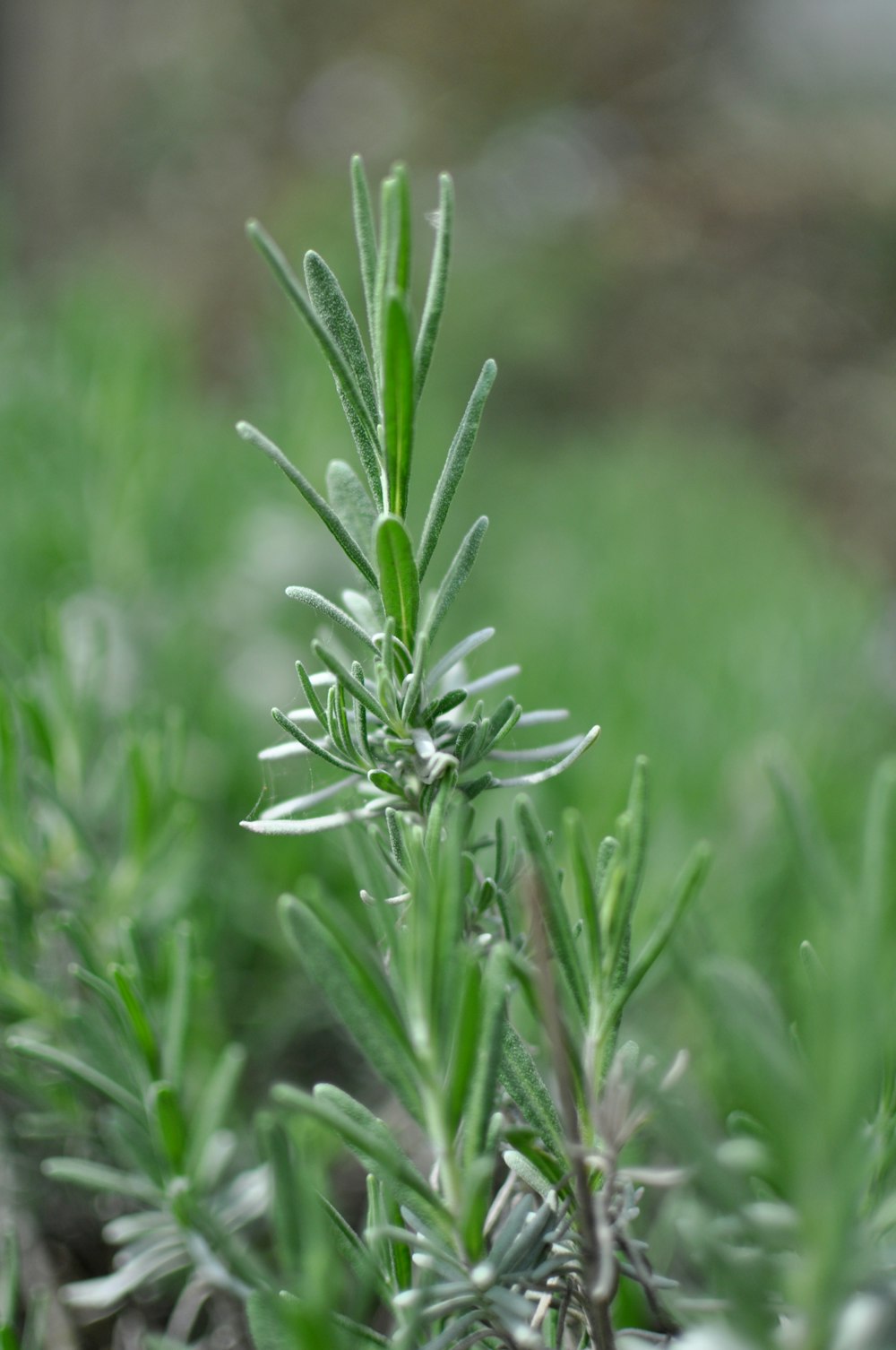 close up of a plant