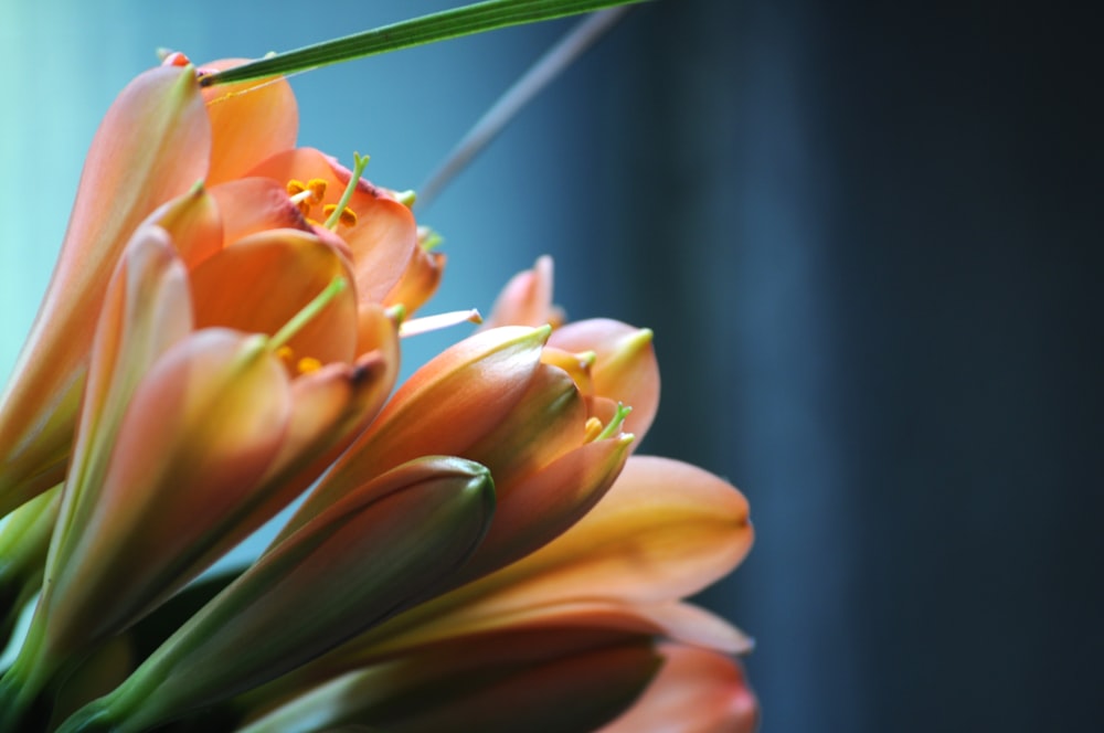 a close up of a flower