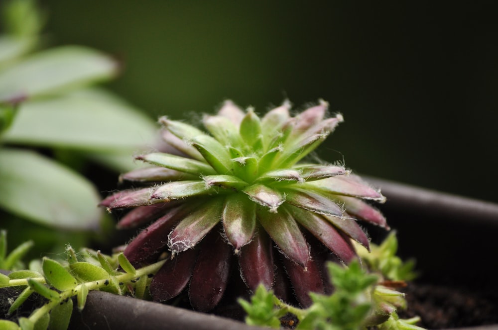 a close up of a flower