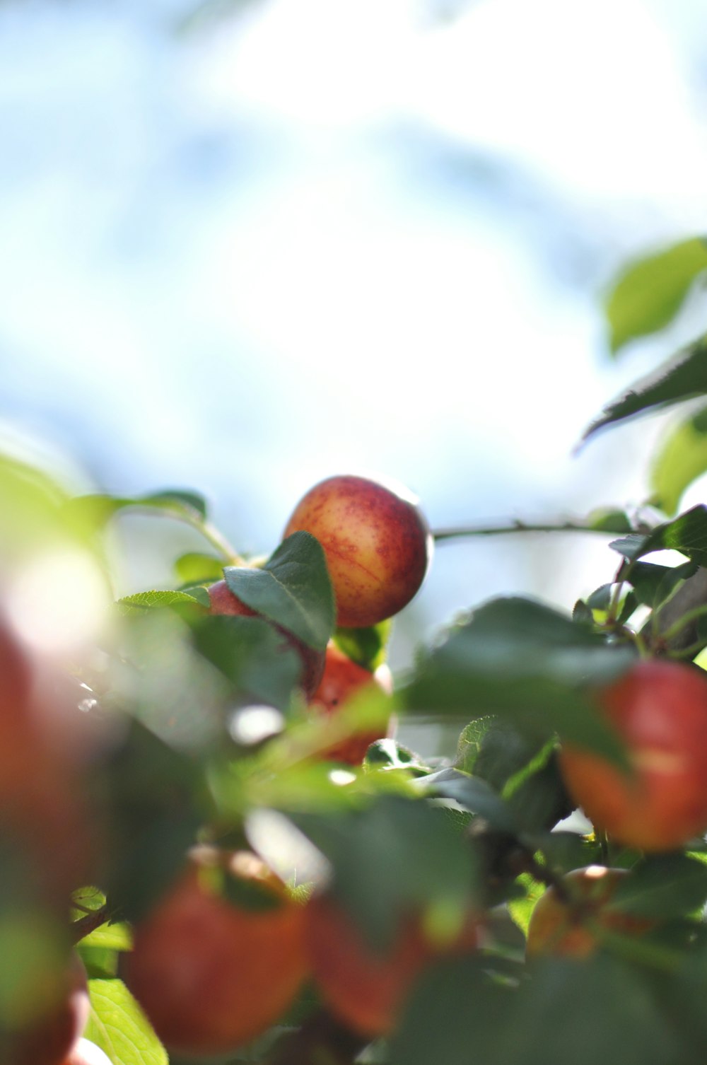 a close up of some fruit