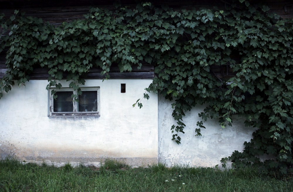 a white building with a window and vines growing on it