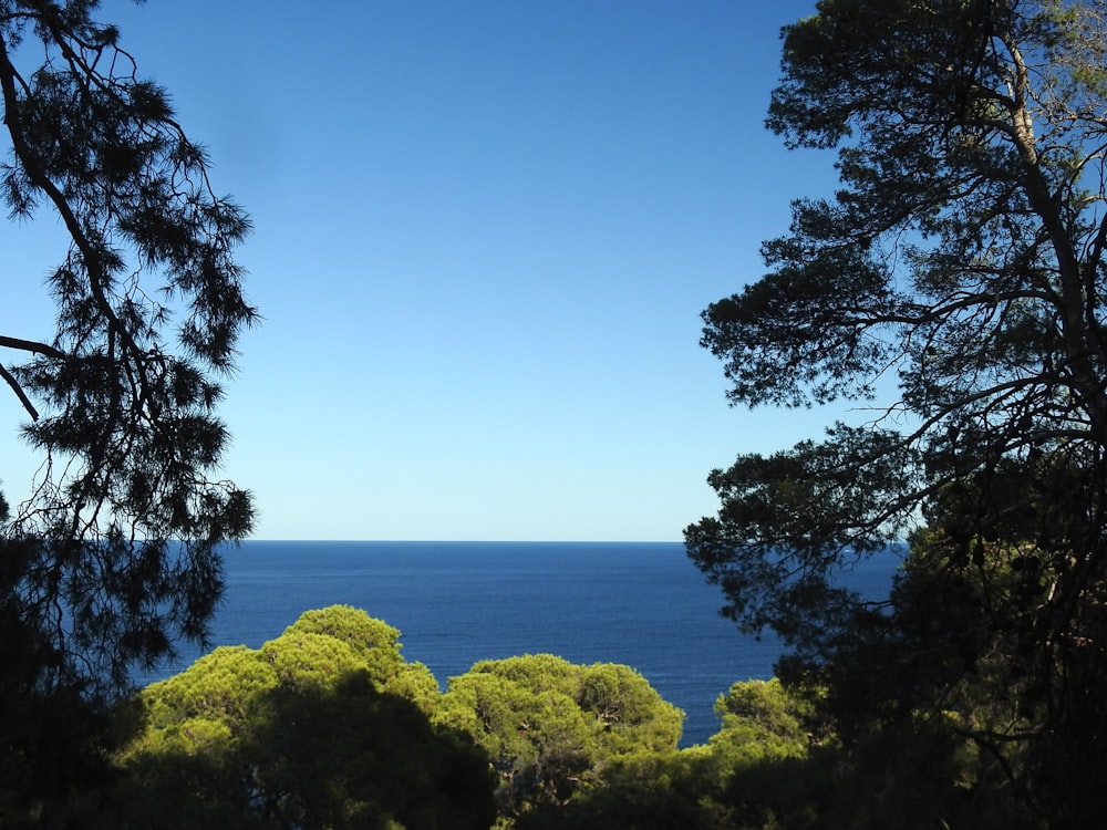 a view of the ocean from a hill