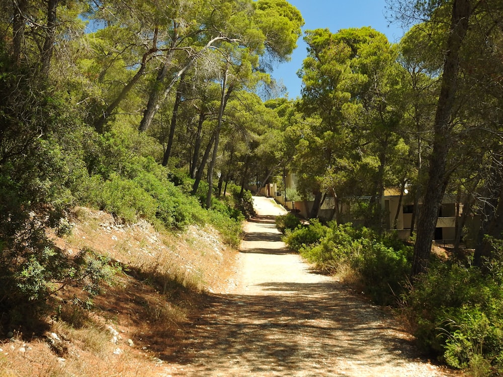 a dirt road surrounded by trees