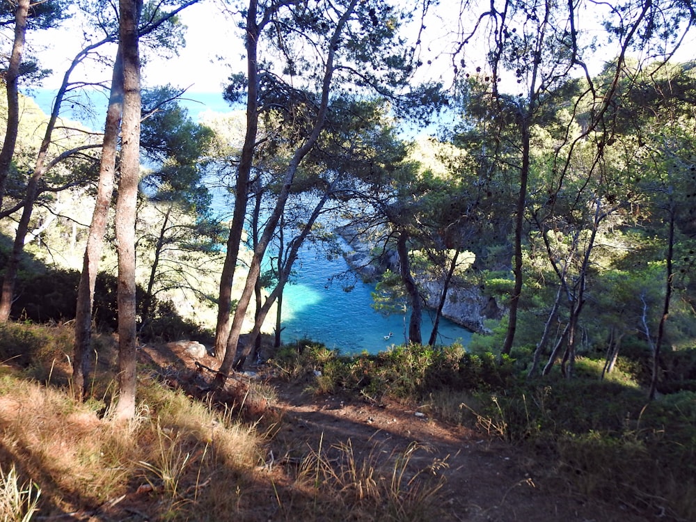 a body of water surrounded by trees