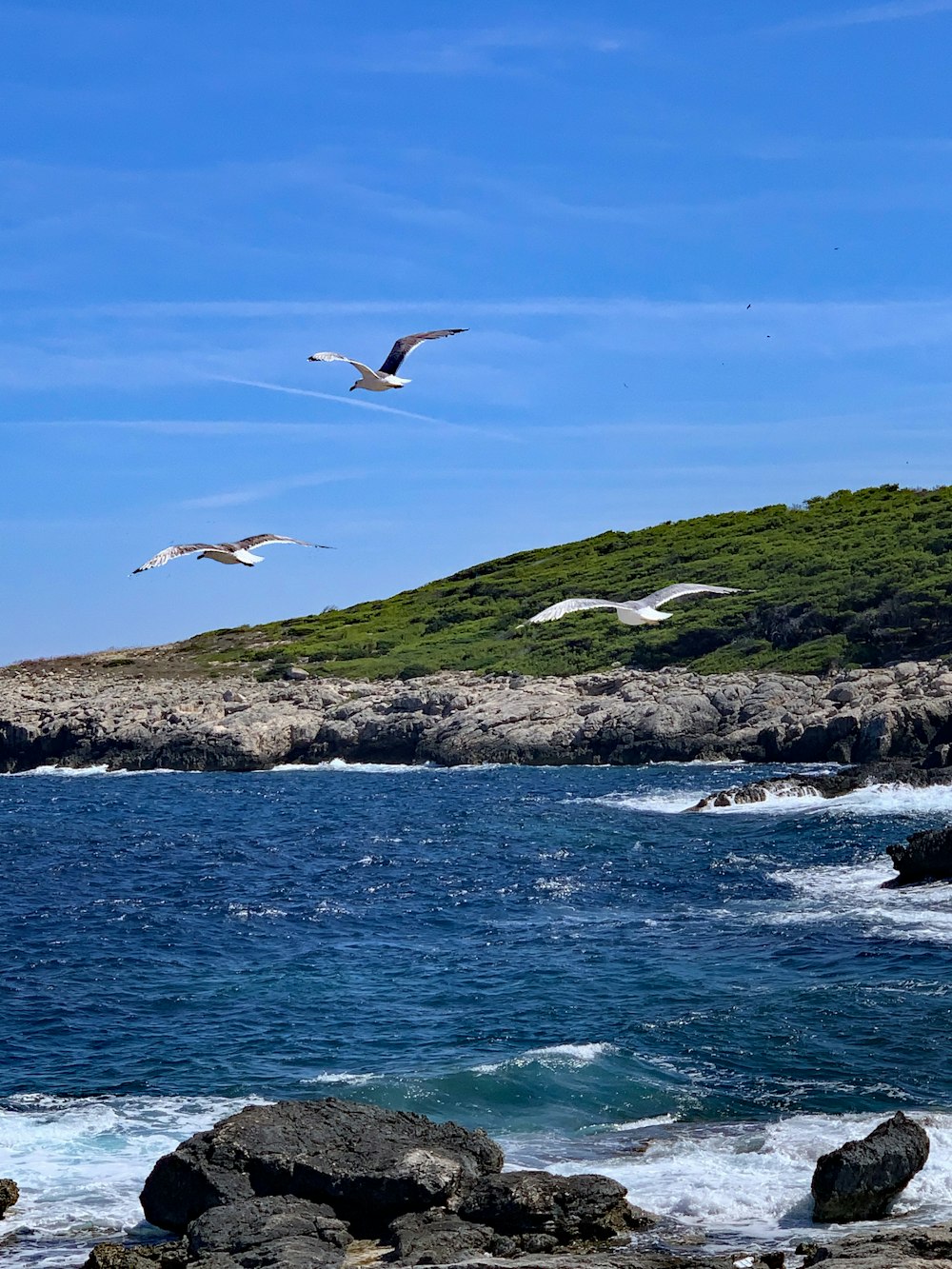 birds flying over the ocean