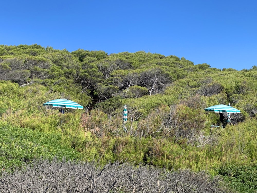 a couple of blue umbrellas in a grassy area