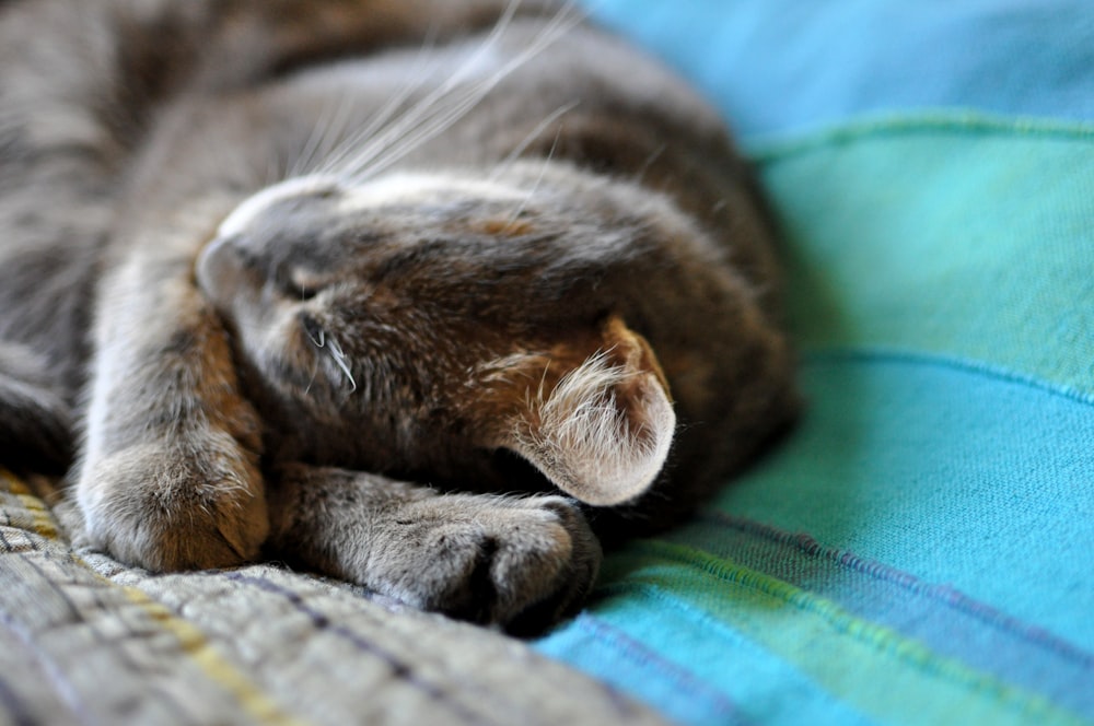 a cat lying on a couch