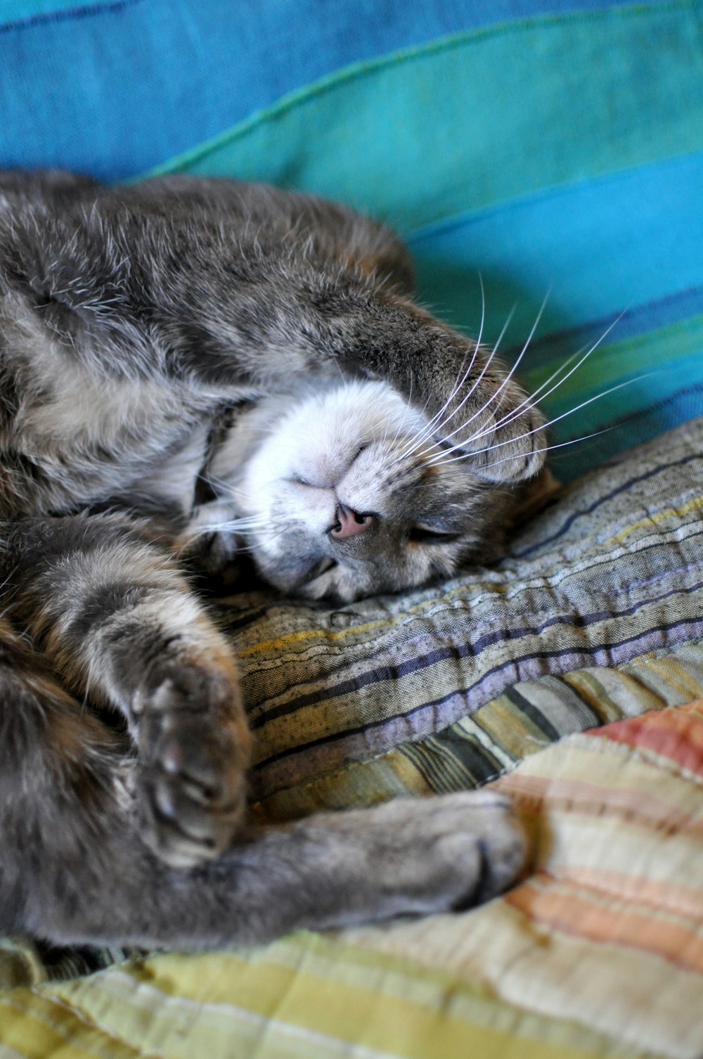 a cat lying on a blanket