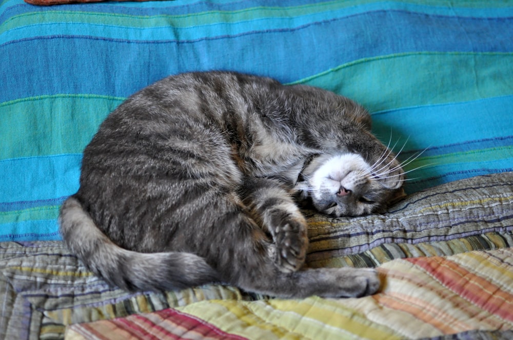 a cat sleeping on a bed