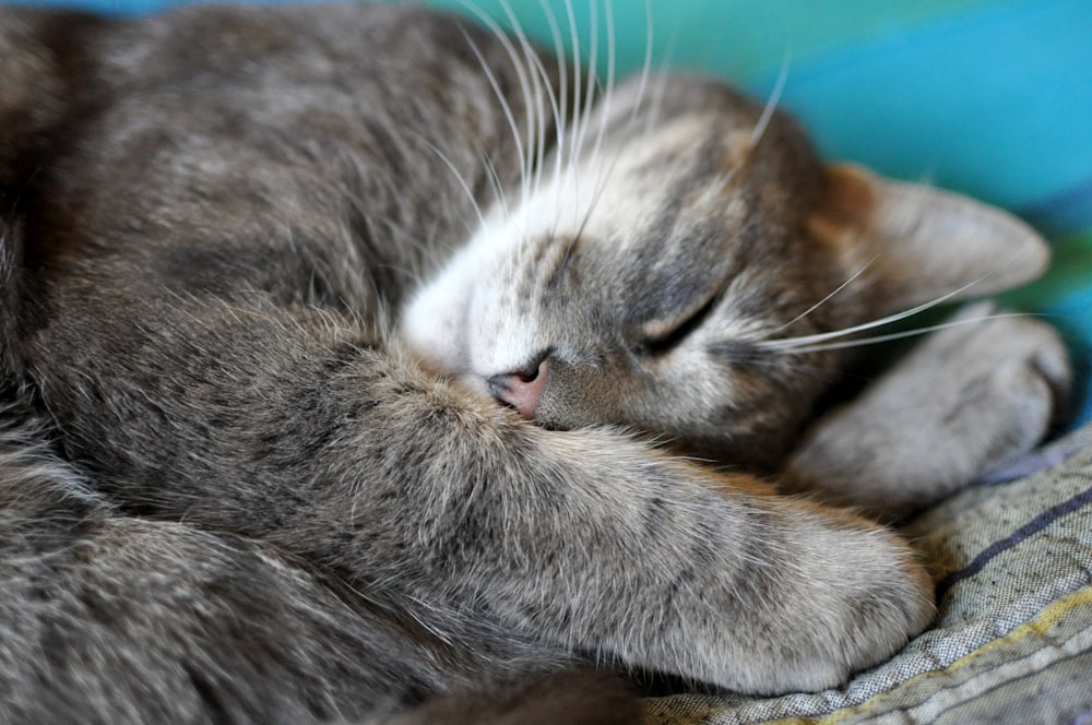 a cat lying on its back