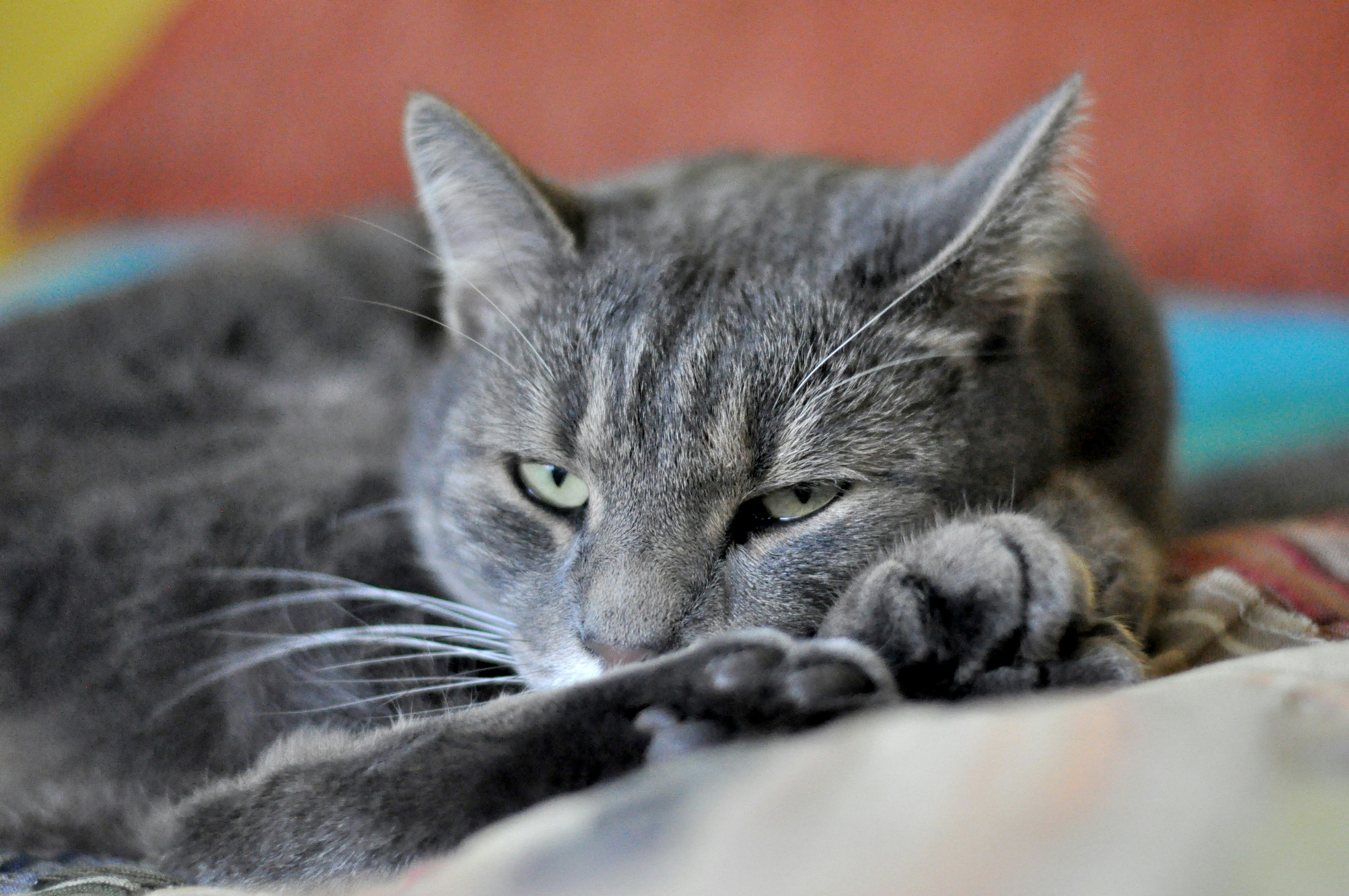 Personal Space: Respecting Feline Boundaries (image credits: unsplash)