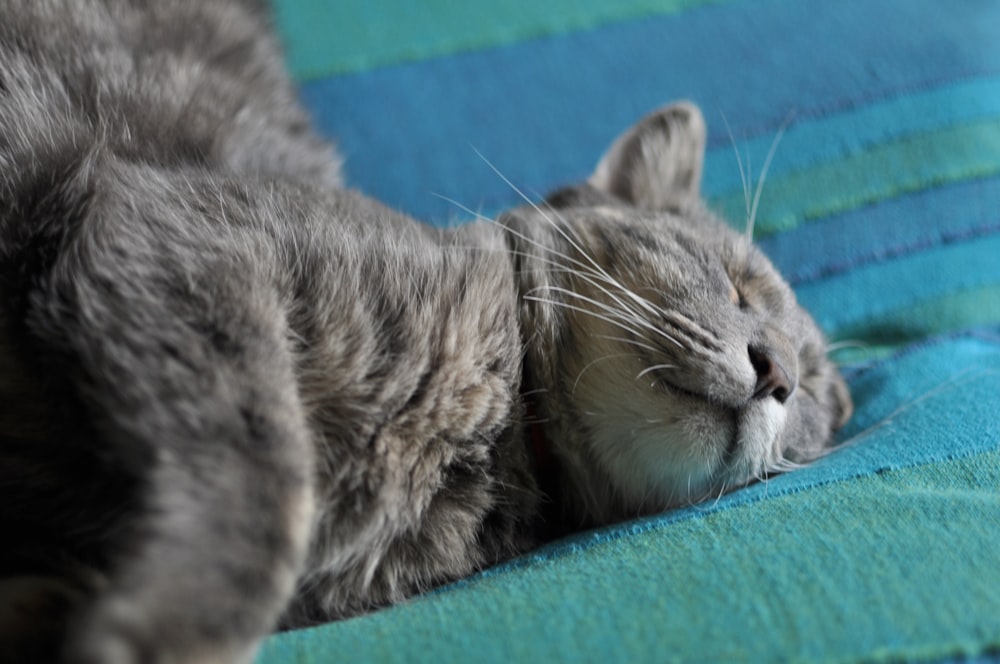 two cats sleeping on a bed