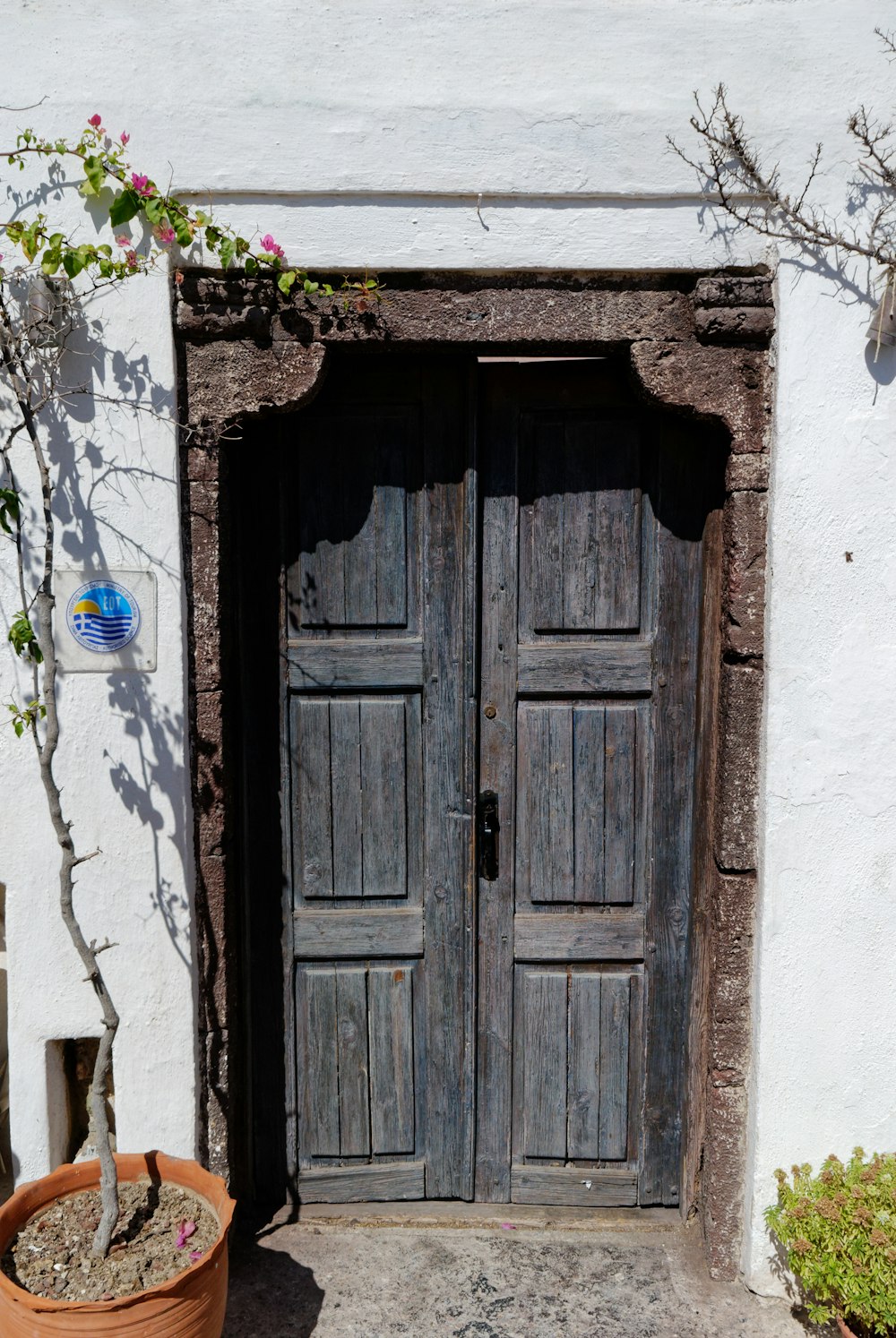 a wooden door with a plant in the front