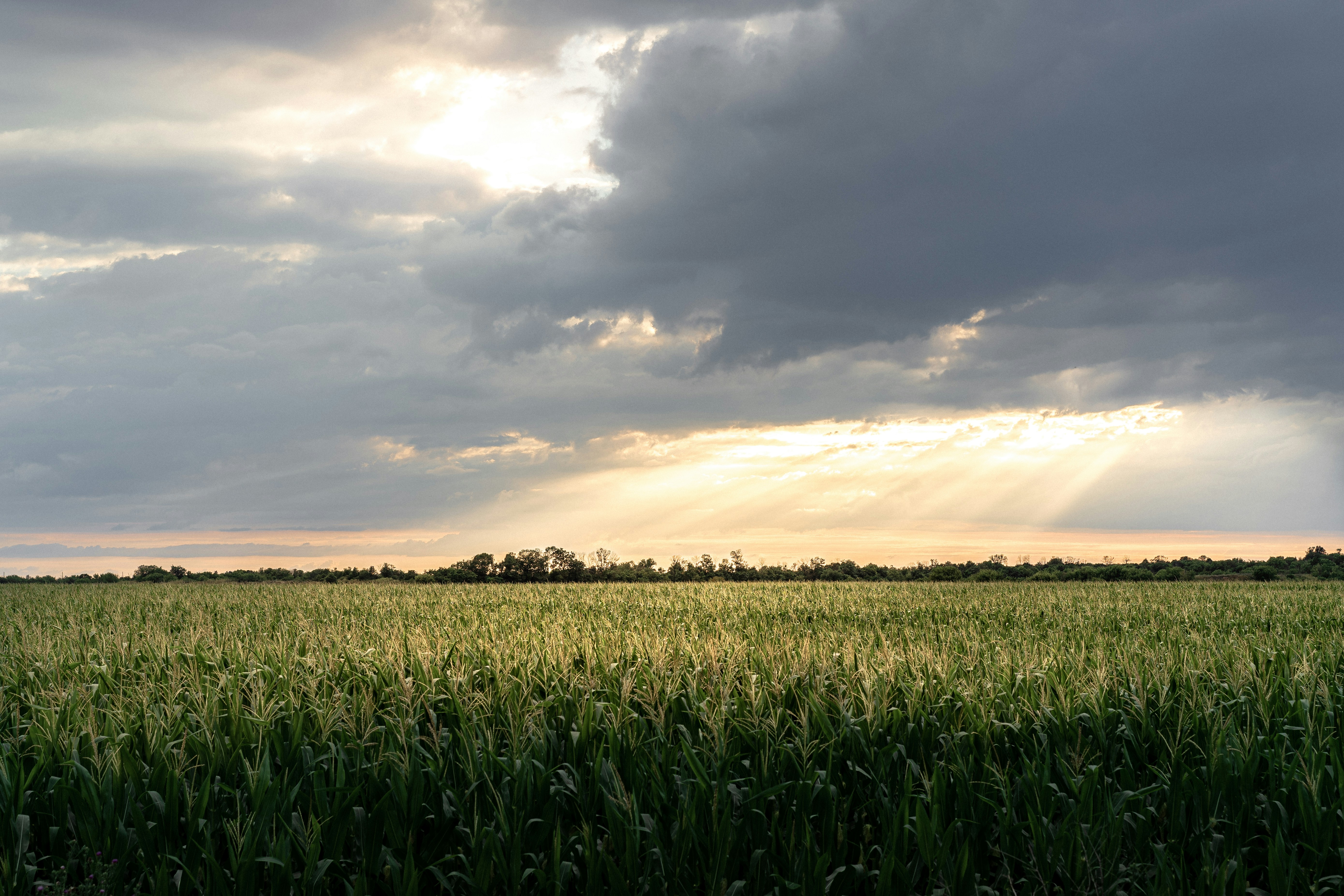 Photo by maksym_tymchyk