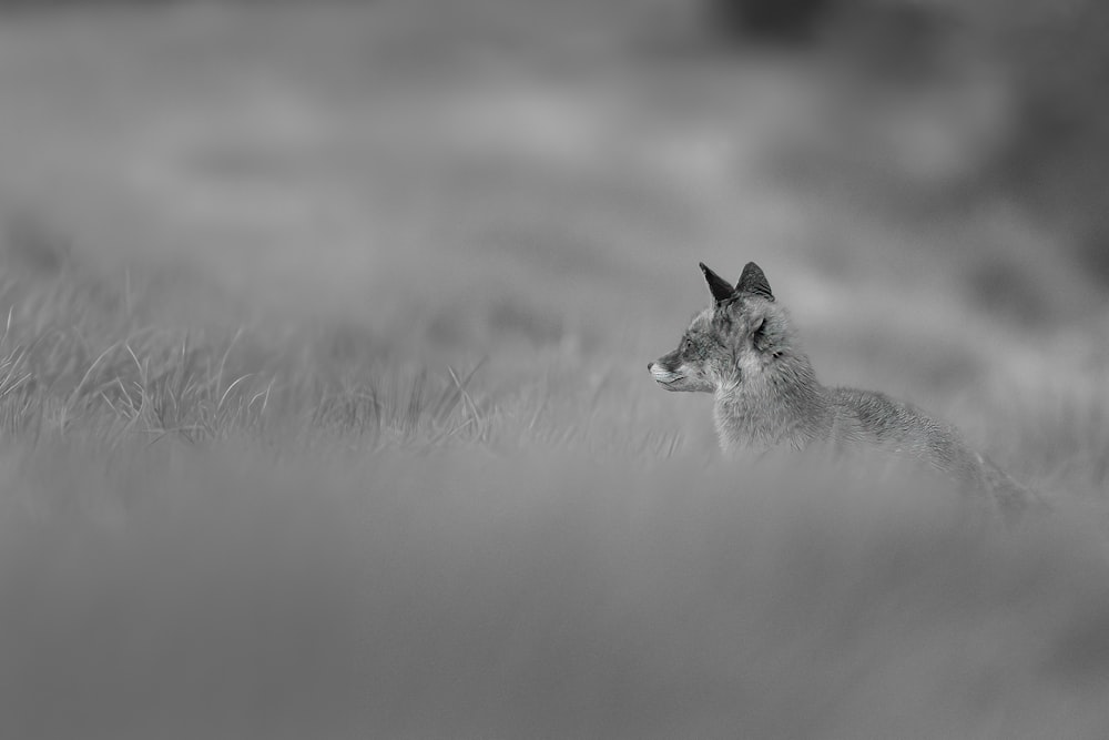 Un lupo in un campo