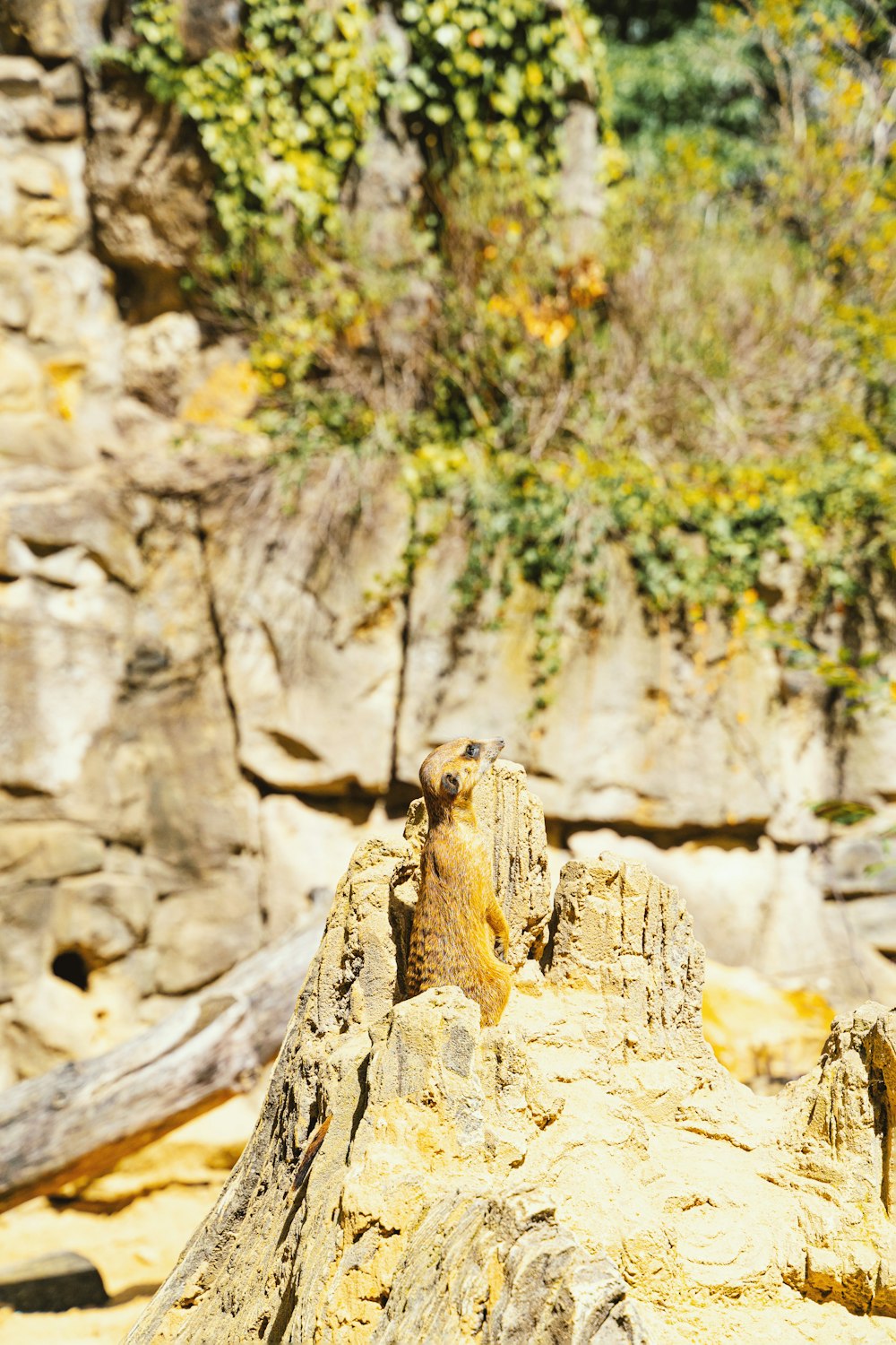 a frog on a log