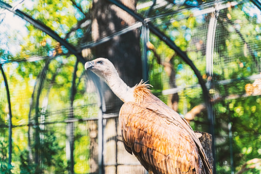 a bird in a cage