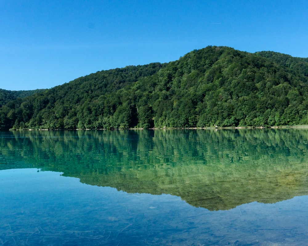 a body of water with trees on the side