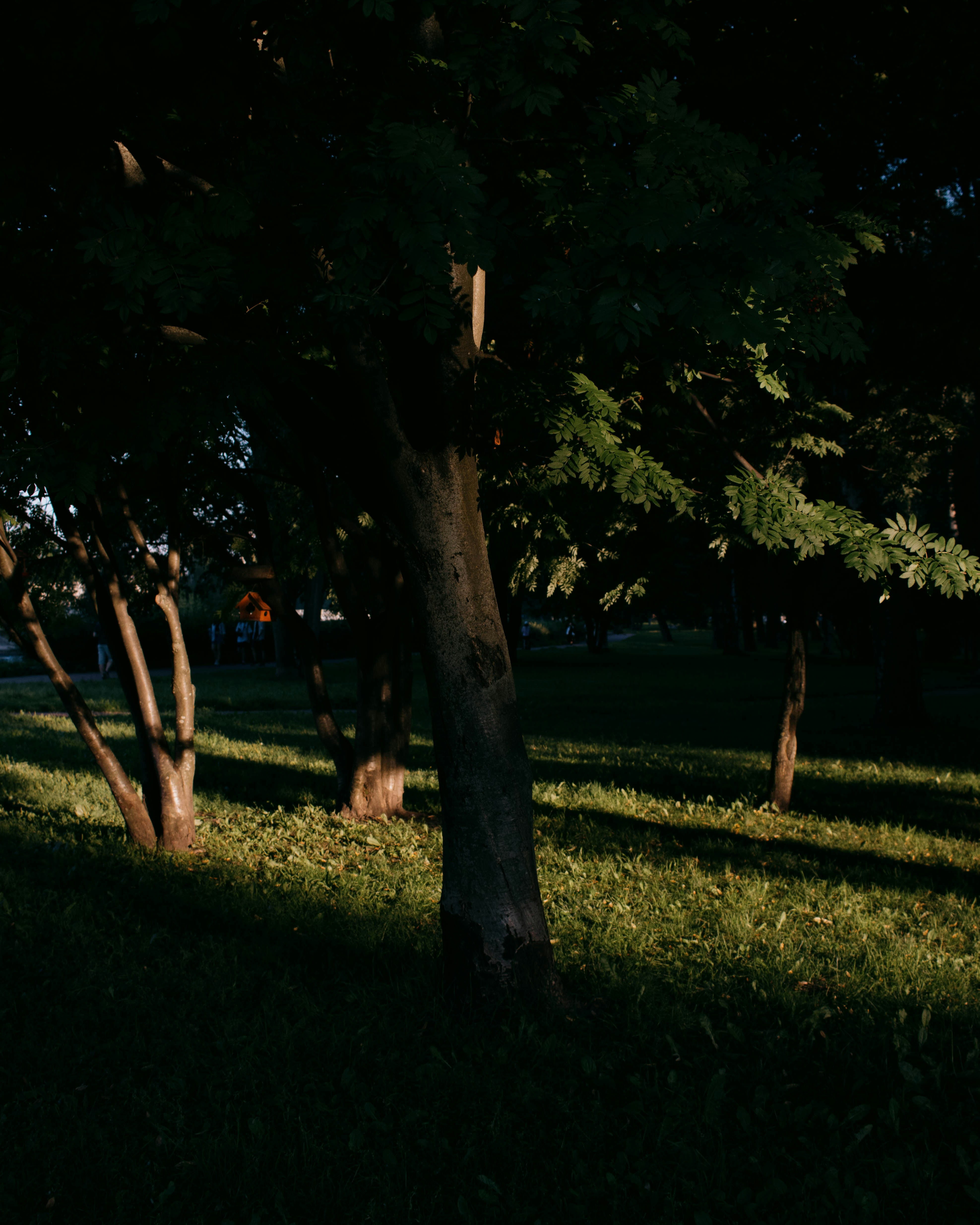 Photo by rlldied