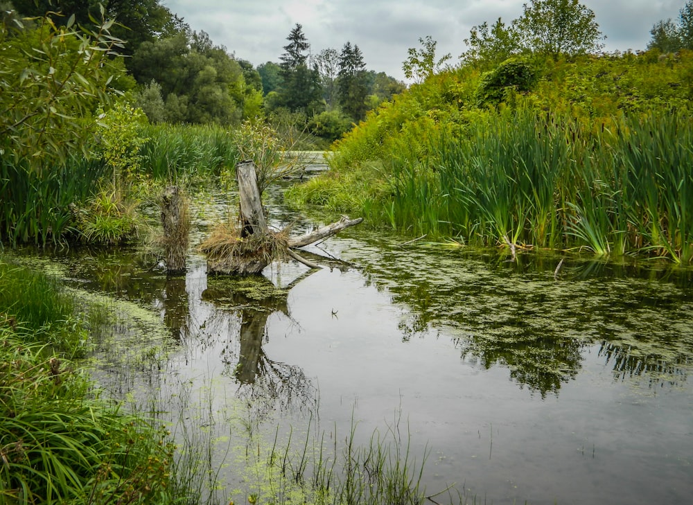 a small pond with plants and trees