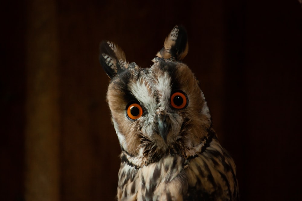 an owl with orange eyes