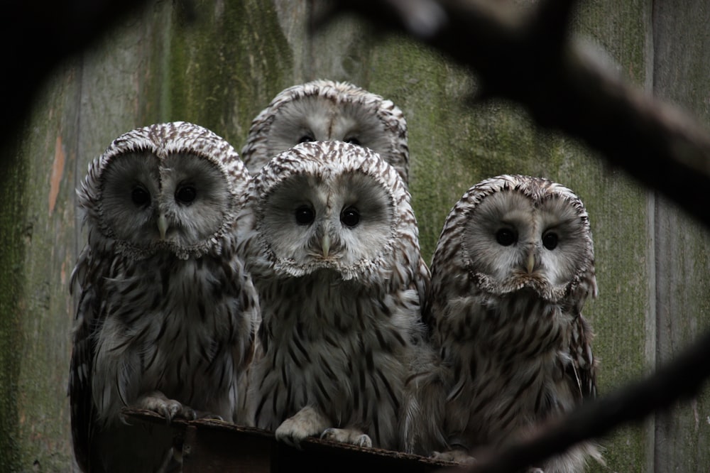 a group of owls in a tree