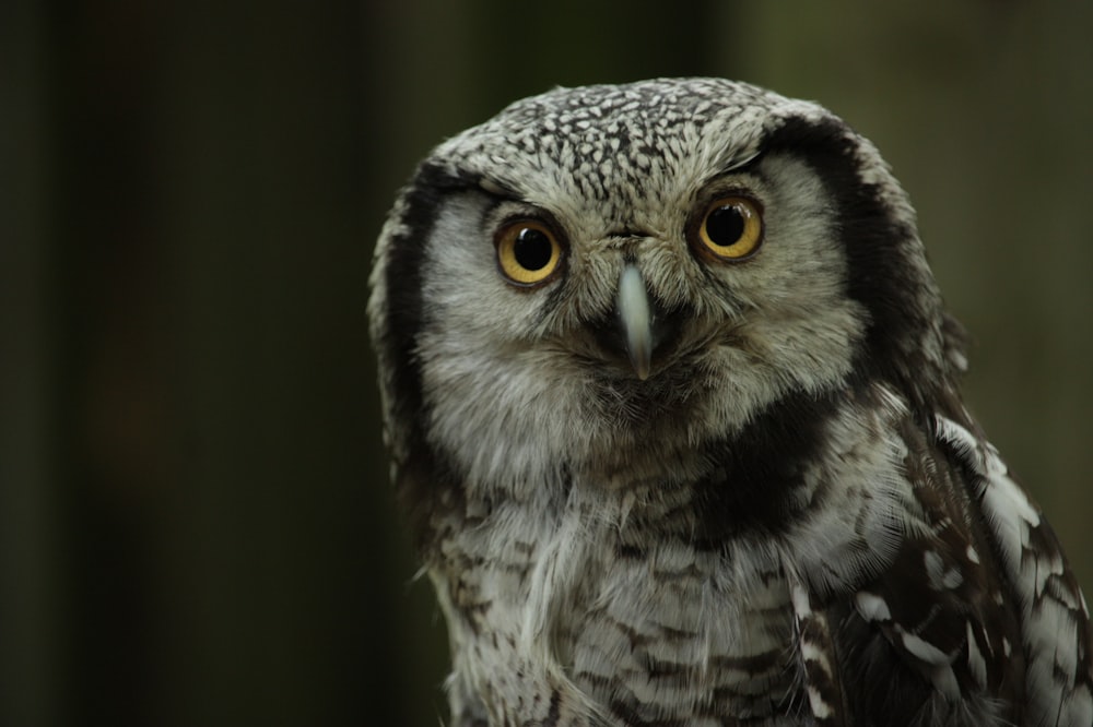 a close up of an owl