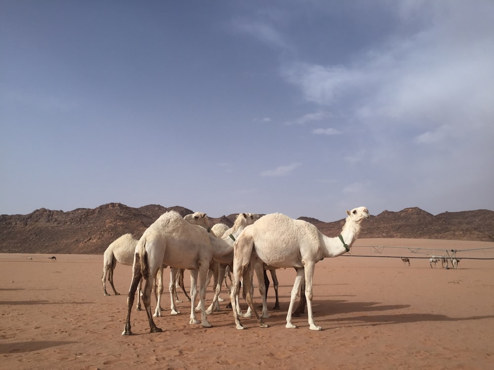 a group of camels in a desert