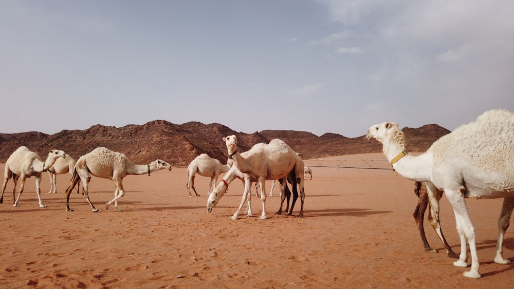 a group of camels walking in the desert