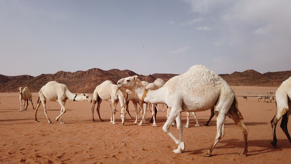 a group of camels walking in a desert