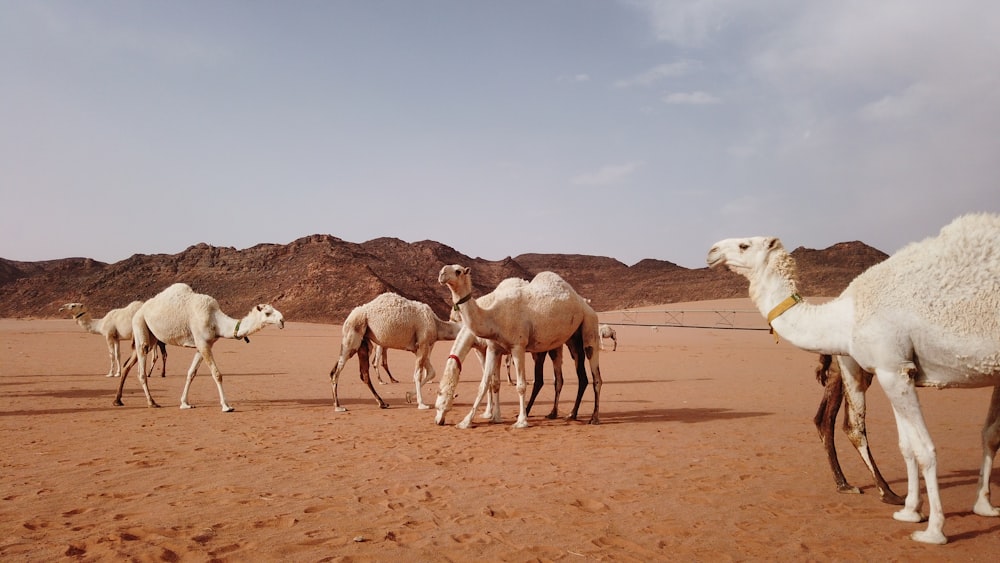 a group of camels walking on a sandy beach