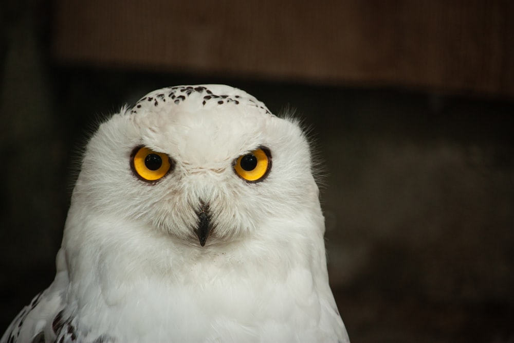 Un búho blanco con ojos amarillos