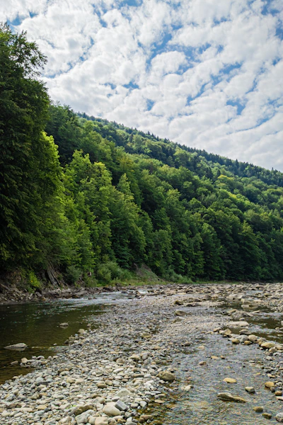 a river with rocks and trees