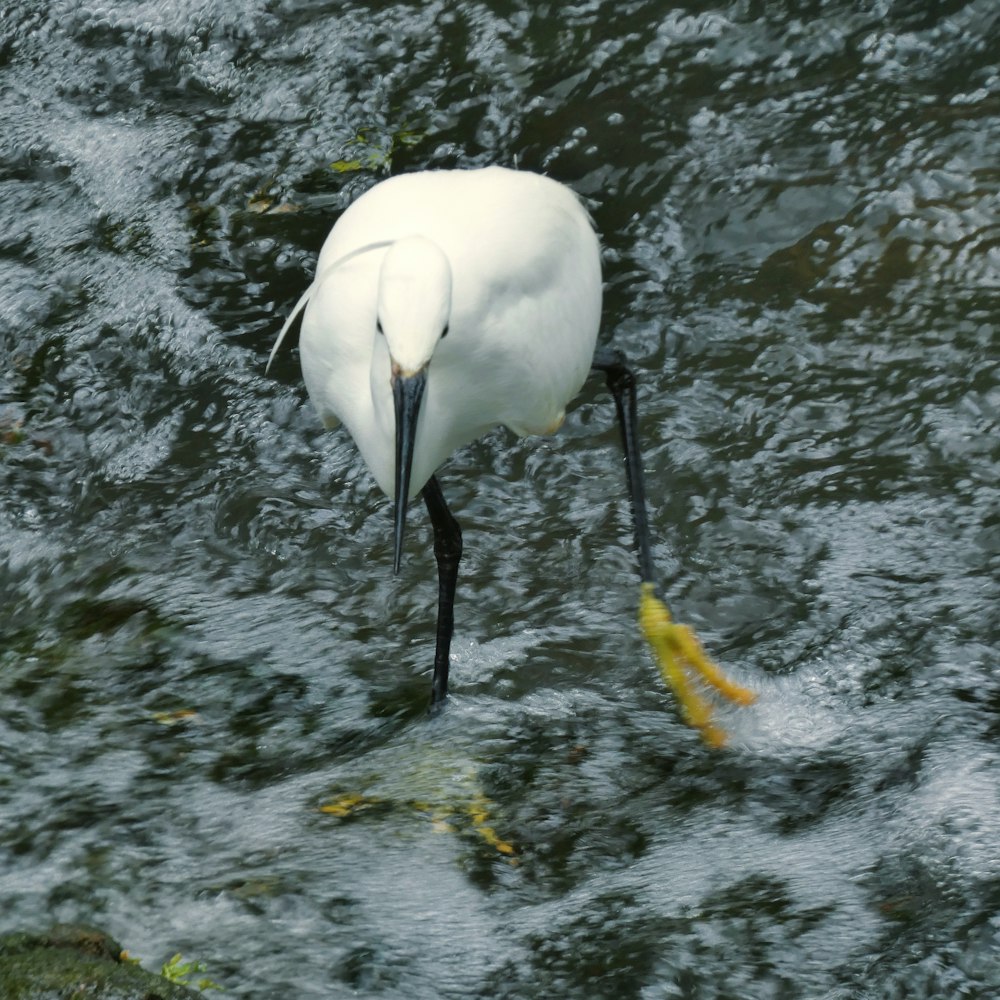 a white bird with a long beak standing in water