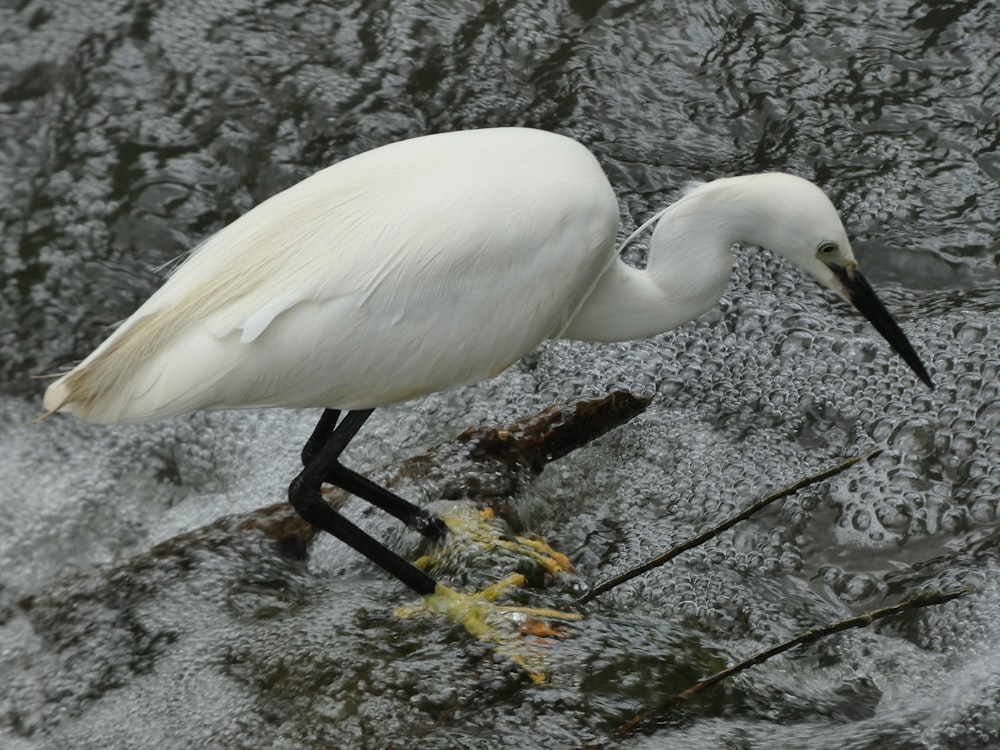 a white bird with a long beak