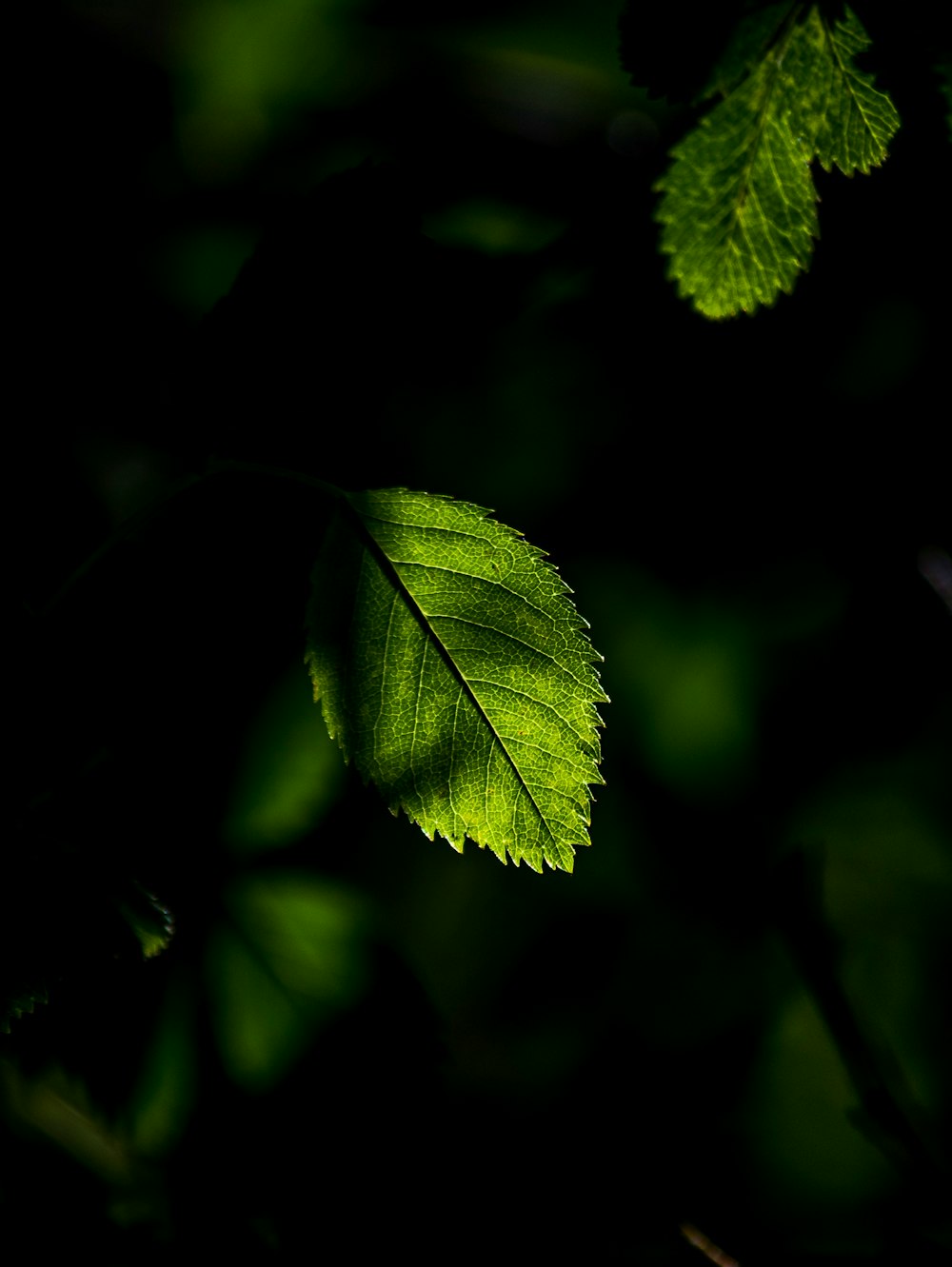 a close up of a leaf