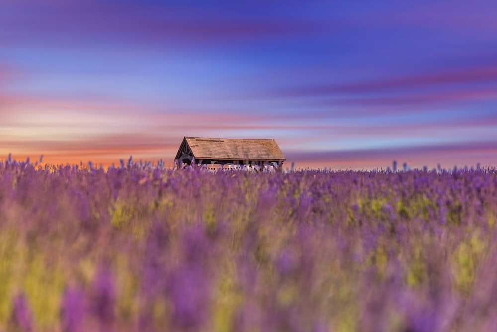 a house in a field