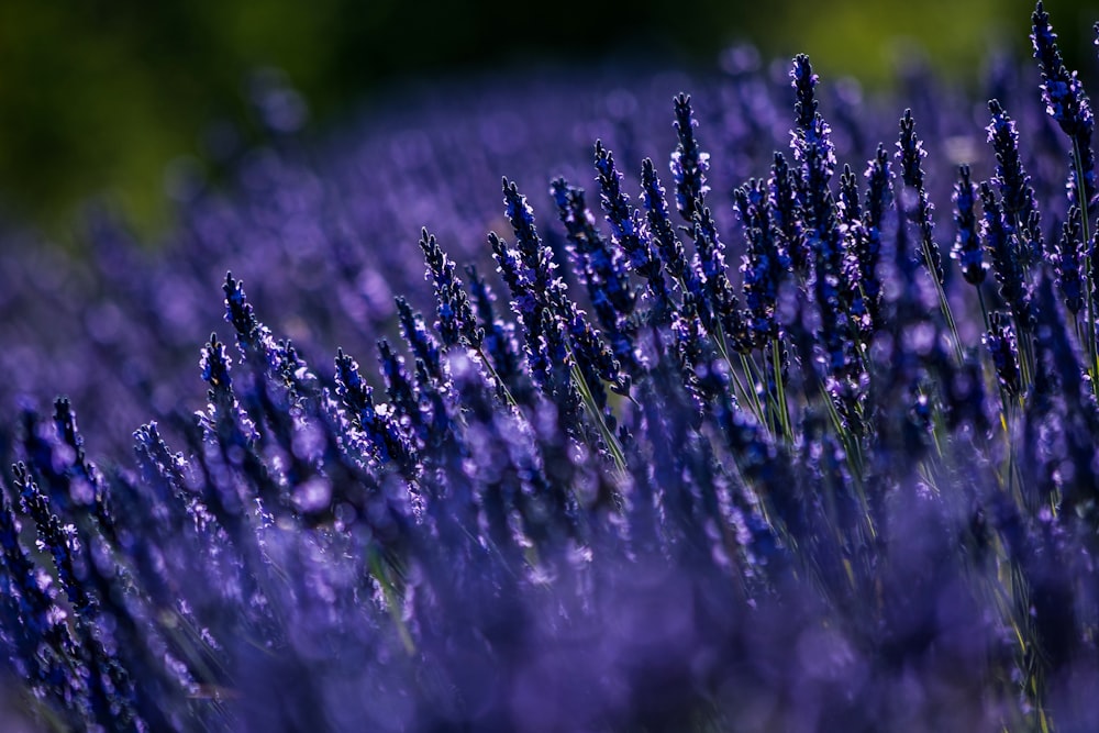 a close up of purple flowers