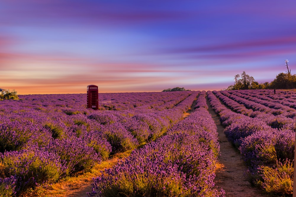 a field of purple flowers