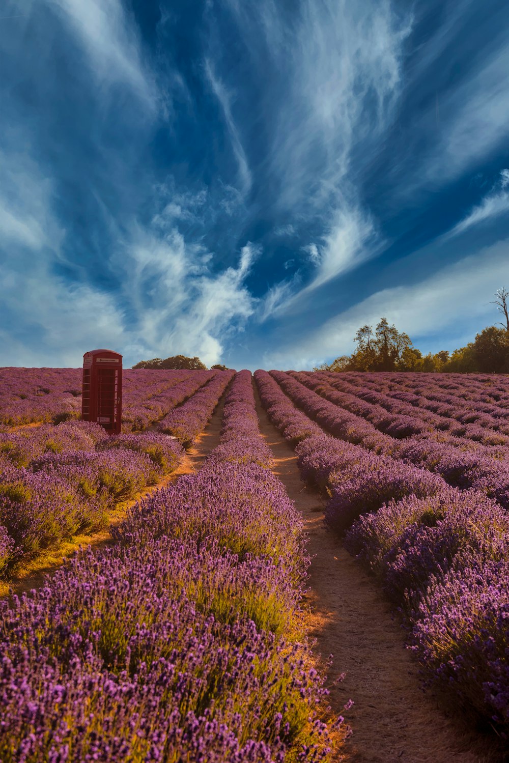 a field of flowers