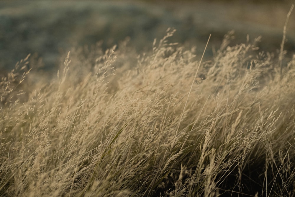 a field of wheat