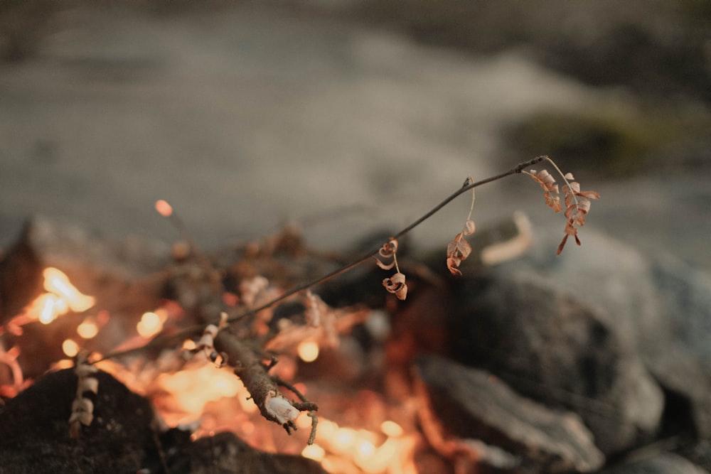 a couple of ants on a branch