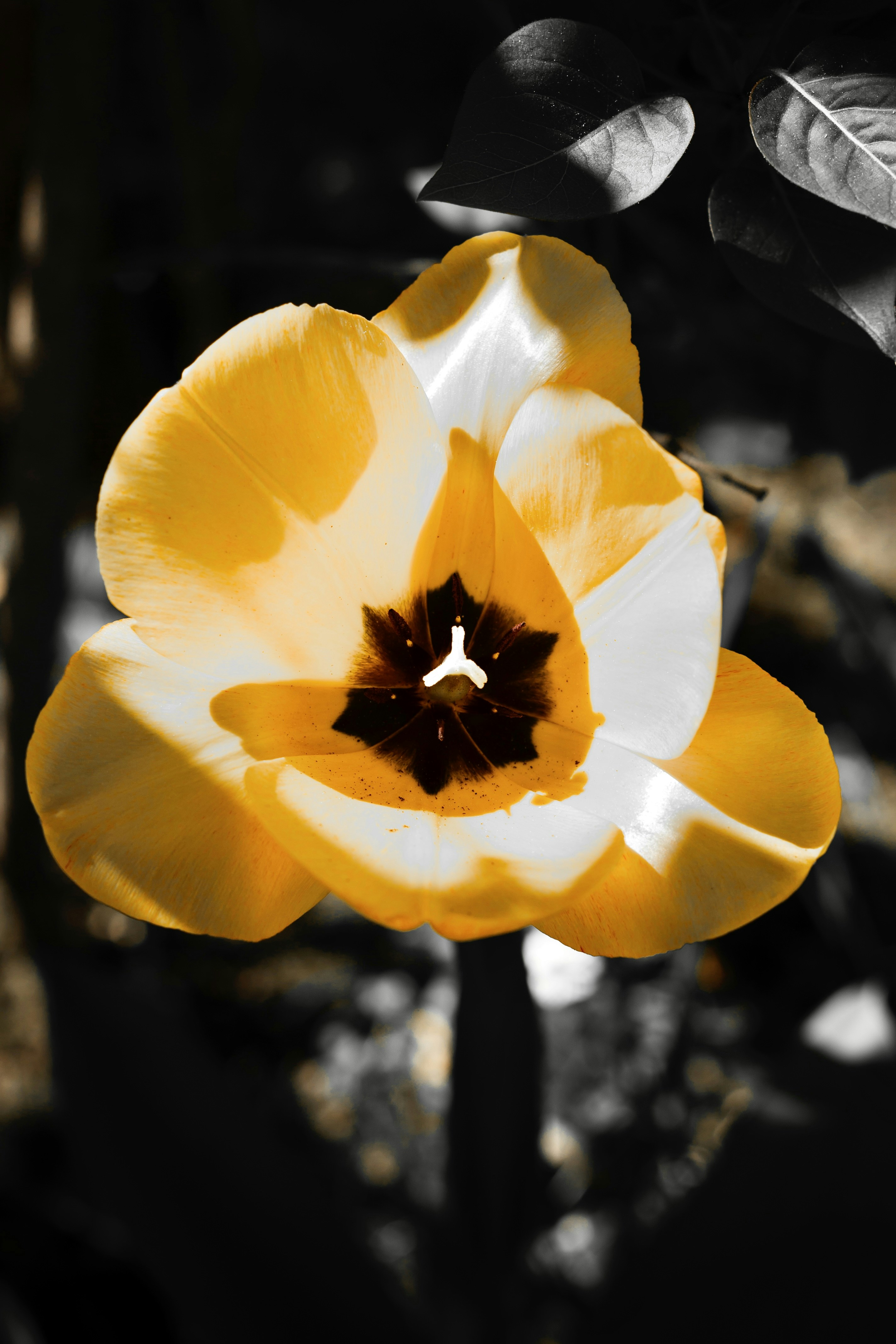 Photo by lcfrmrnstr