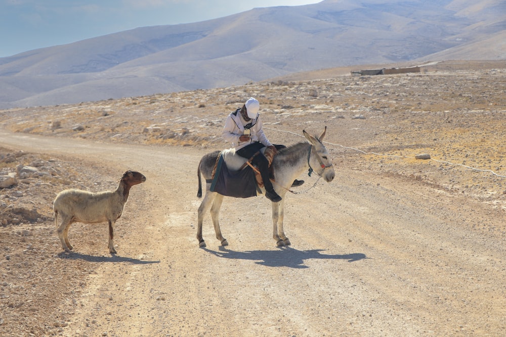a person riding a donkey next to a llama