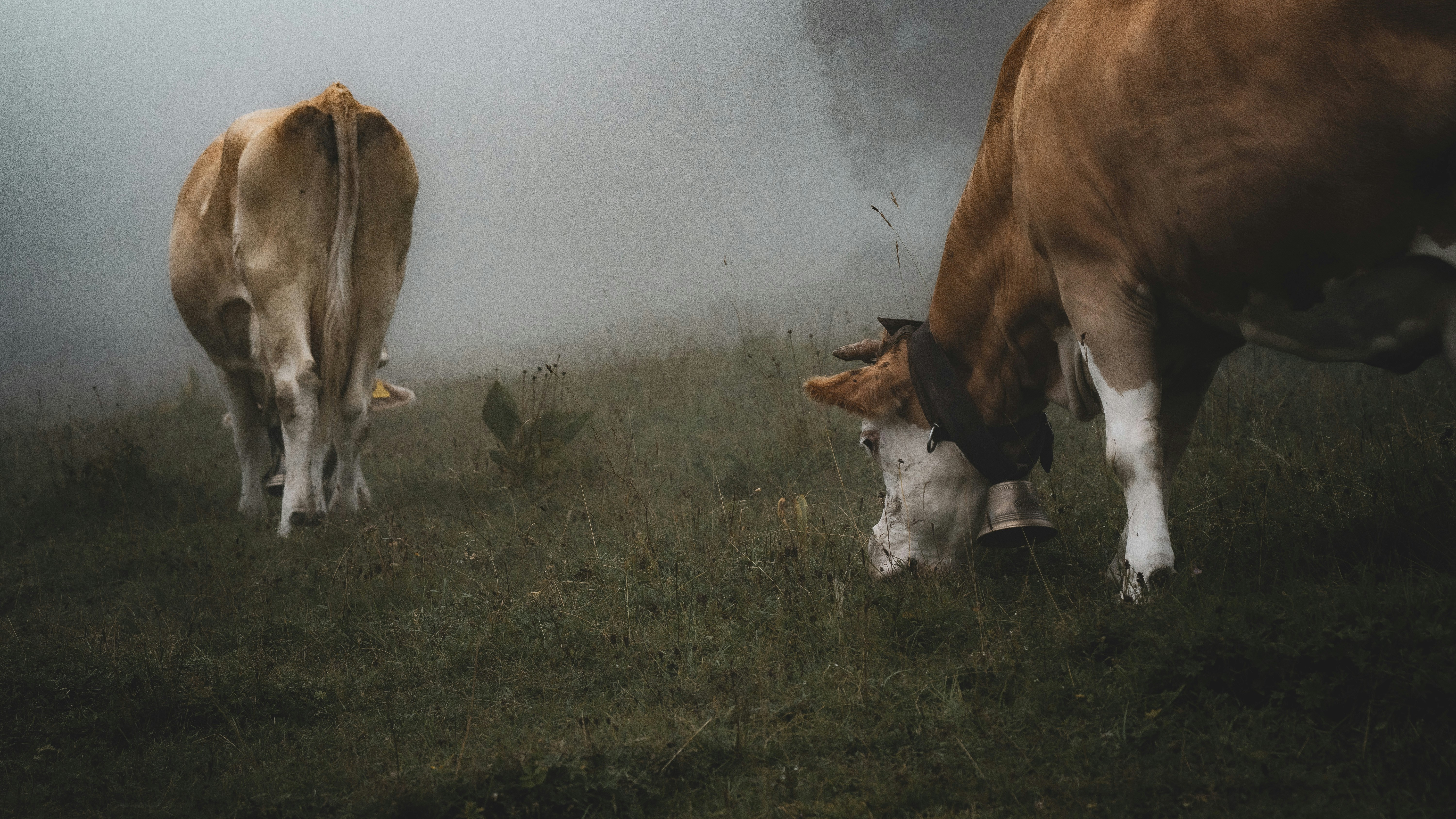 Photo by peter_elijah