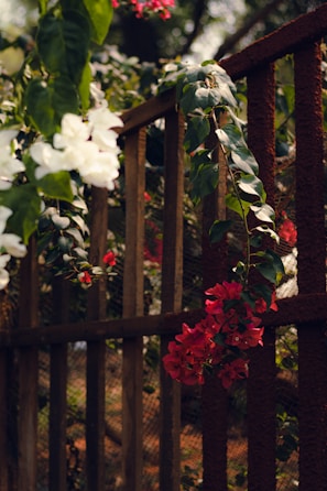 Cluster of colorful bougainvillea flowers cascading over a rustic wooden fence.